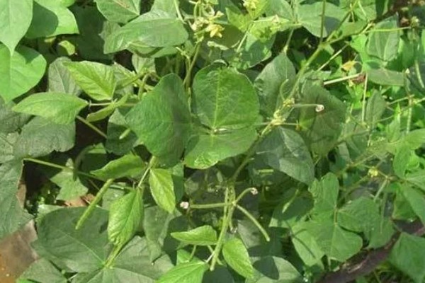 绿豆的种植注意事项，可以在4-5月份进行种植