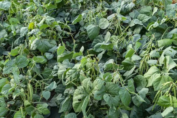 绿豆的种植注意事项，可以在4-5月份进行种植