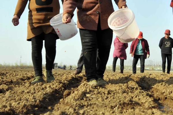 FA7755玉米品种的特性，春播出苗至成熟127天