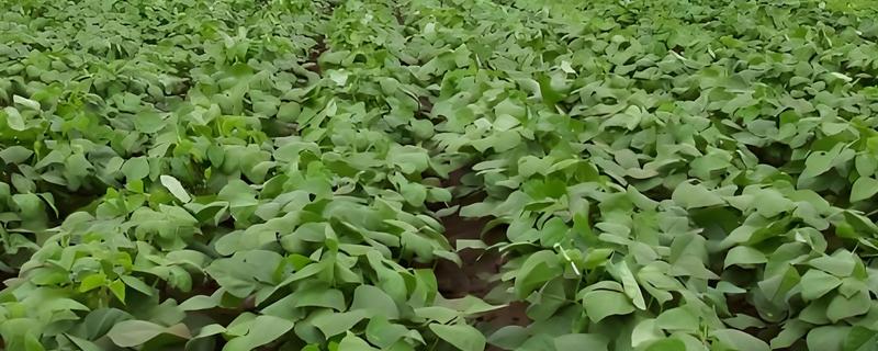 沣育A169玉米种子特点，密度4000株/亩左右