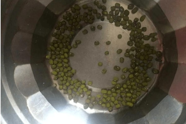 沣育A169玉米种子特点，密度4000株/亩左右