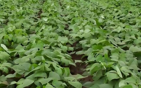 铁权395玉米种子特征特性及中抗茎腐病优势分析