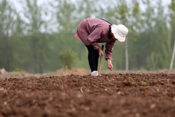 铭硕2051玉米种子简介，密度4000株/亩左右