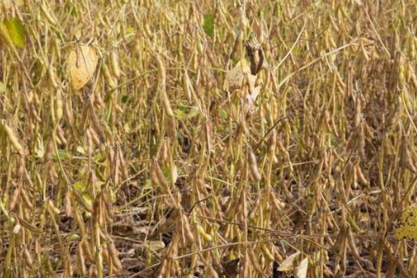 田豆101大豆种子特点，在适应区5月上旬播种