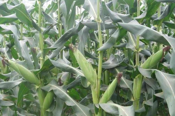 中龙豆167大豆品种简介，该品种为亚有限结荚习性