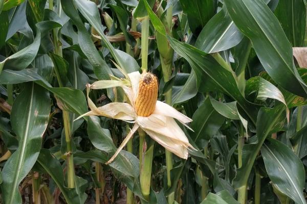 绥农160大豆种子特征特性，该品种为亚有限结荚习性