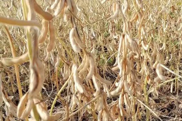 合玉44玉米种子介绍，该品种幼苗期第一叶鞘紫色