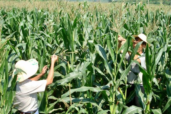 保收8801玉米品种的特性，在适应区5月10日左右播种