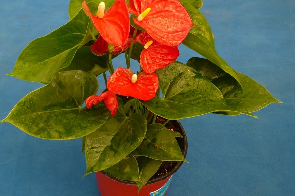 为什么乌龟身上有股难闻的味，可能是喂食引起的