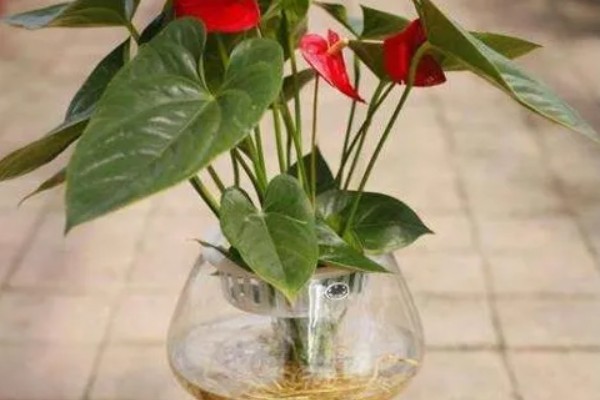 为什么乌龟身上有股难闻的味，可能是喂食引起的