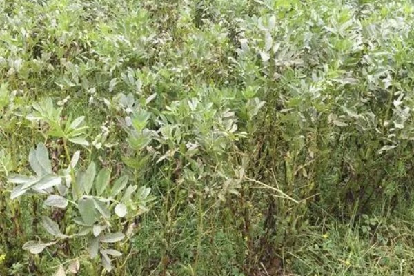 苍术和白术的区别是什么，来源和性状均不同