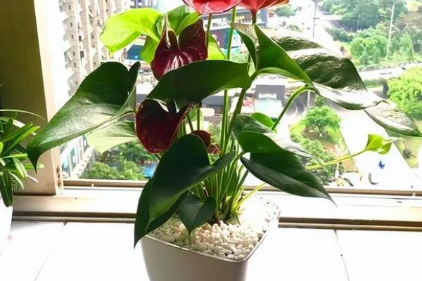 红掌能晒太阳吗，红掌可以晒太阳