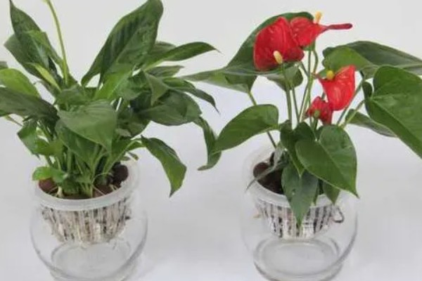 红掌能晒太阳吗，红掌可以晒太阳