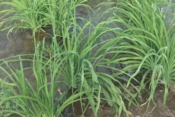 欧洲木绣球的养殖方法，适宜生长在荫蔽的环境中