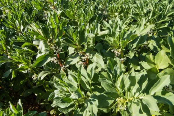 石斛的养殖方法，放置在散射光充足的环境中养护