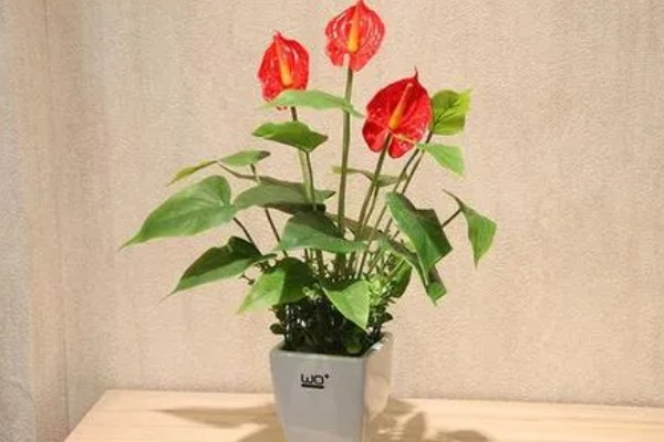 苎麻的种植方法，在苗期及时的进行间苗