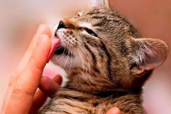 苎麻的种植方法，在苗期及时的进行间苗