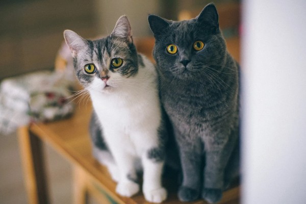 苎麻的种植方法，在苗期及时的进行间苗