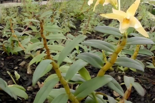 月季的扦插方法，春夏秋这三个季节均可进行