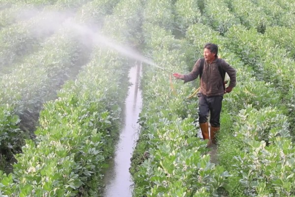 月季的扦插方法，春夏秋这三个季节均可进行