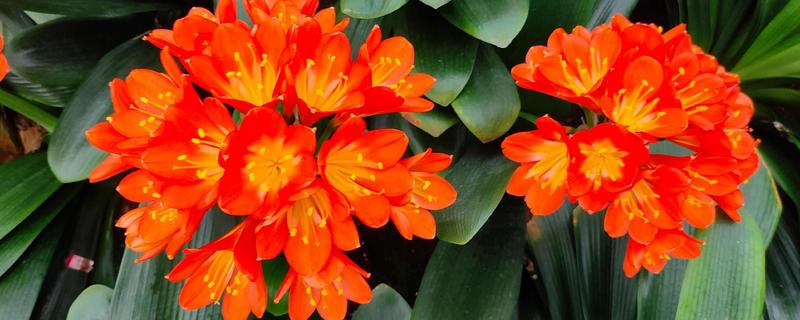 葡萄树主干为什么开裂，可能是感染了病害所致