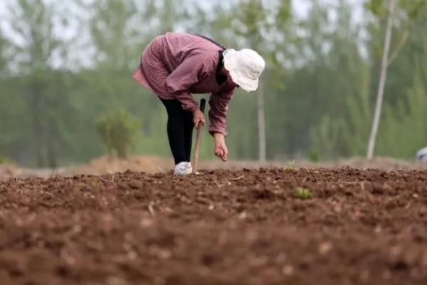 蚕豆什么时候种植，北方在3月上旬到4月中旬播种