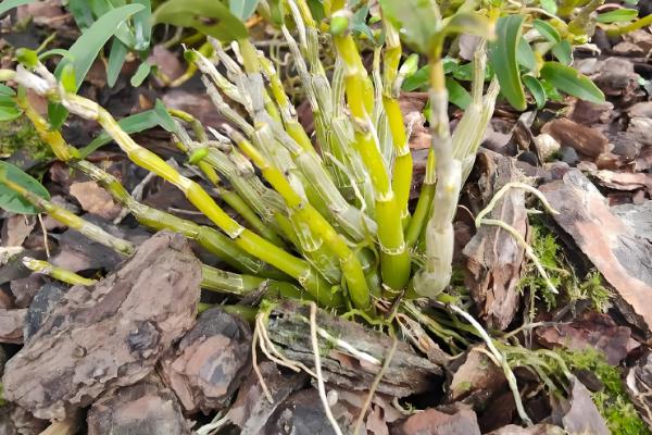 蚕豆什么时候种植，北方在3月上旬到4月中旬播种