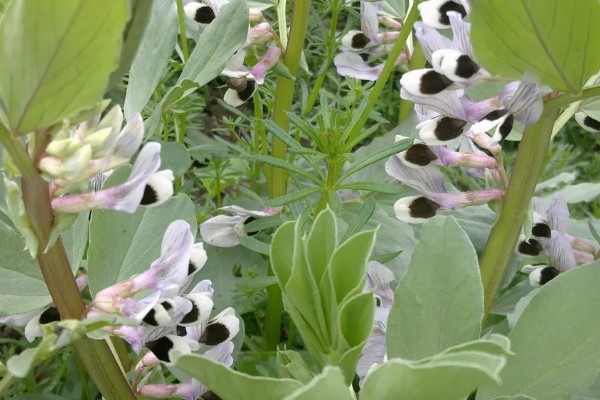 蚕豆什么时候种植，北方在3月上旬到4月中旬播种