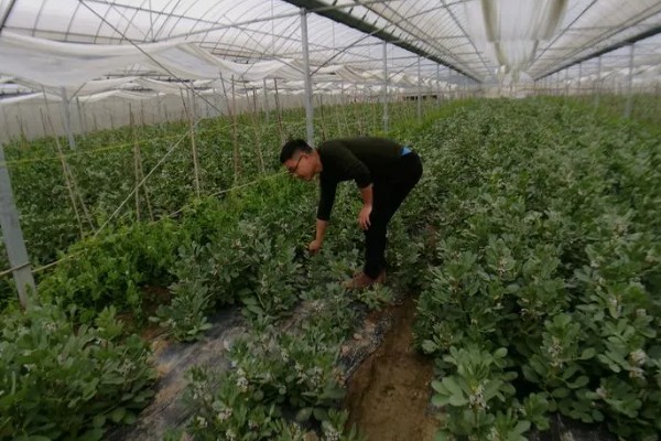 飘香藤春天如何修剪，要给植株进行摘心打顶