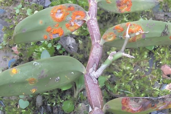 飘香藤春天如何修剪，要给植株进行摘心打顶