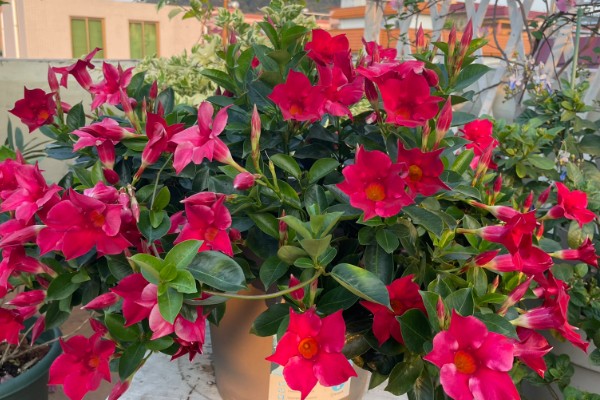 飘香藤春天如何修剪，要给植株进行摘心打顶