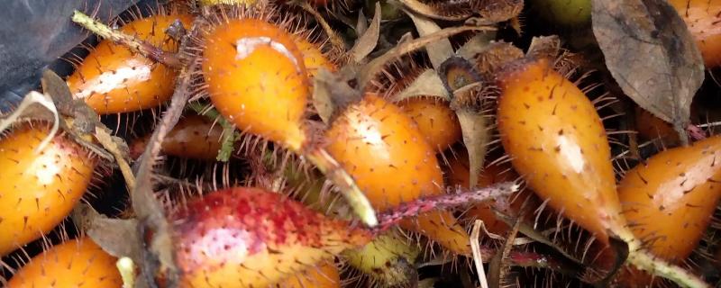 金樱子的种植时间，选择春季和冬季均可