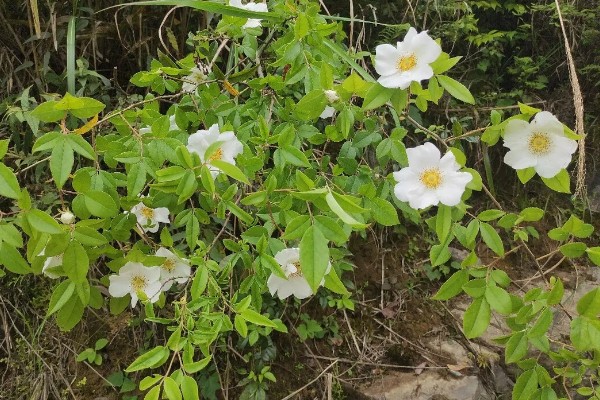 金樱子的种植时间，选择春季和冬季均可