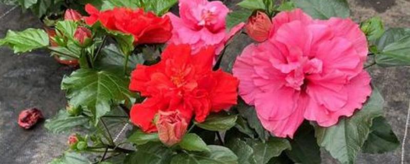 为什么重瓣朱槿花没开就掉了，可能是土壤板结所致
