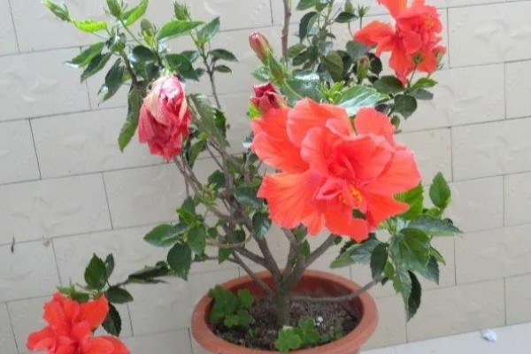 为什么重瓣朱槿花没开就掉了，可能是土壤板结所致