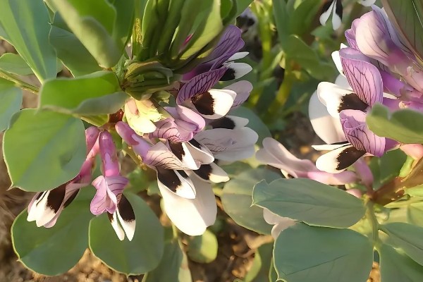 怎么制作养猪发酵床，材料包括微生物菌、垫料和拌料