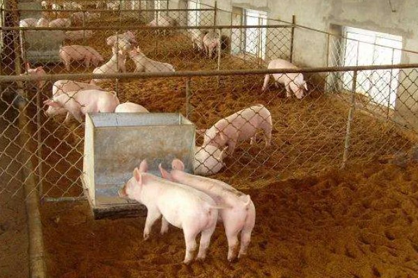 怎么制作养猪发酵床，材料包括微生物菌、垫料和拌料