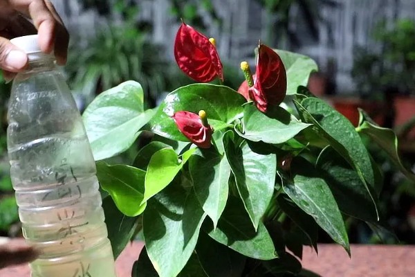 韭兰球根如何养殖，将其放在充足光照的地方养护