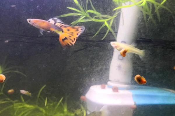 杂袍孔雀鱼怎么分公母，可通过体型和颜色来区分