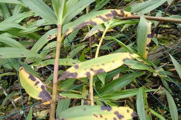 君子兰的风水作用，可提升事业运、通风报喜等