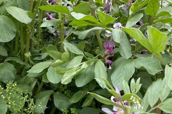 君子兰的风水作用，可提升事业运、通风报喜等