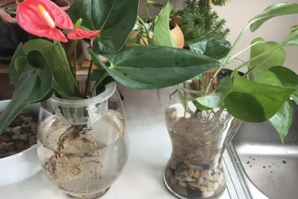 怪蝴蝶鱼好不好养，养殖难度较大