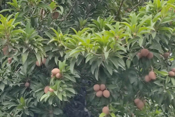 中研2102玉米种子特征特性，注意防治弯孢叶斑病