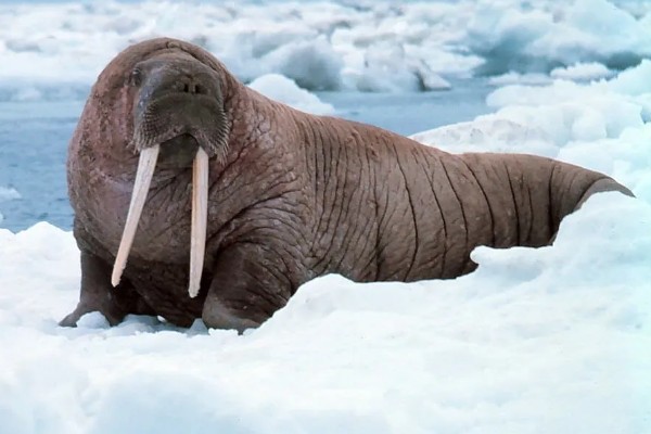 泛玉618玉米种子特点，平均生育期102.2天