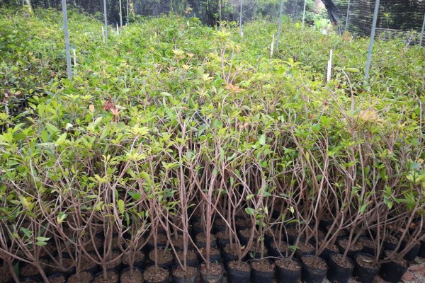 泛玉618玉米种子特点，平均生育期102.2天