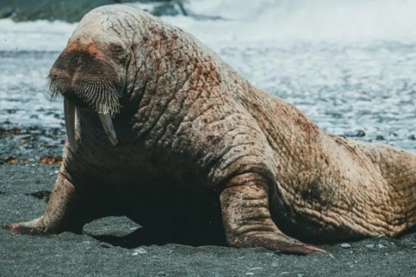 豫保180玉米品种的特性，平均生育期101.9天