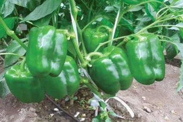 豫保180玉米品种的特性，平均生育期101.9天