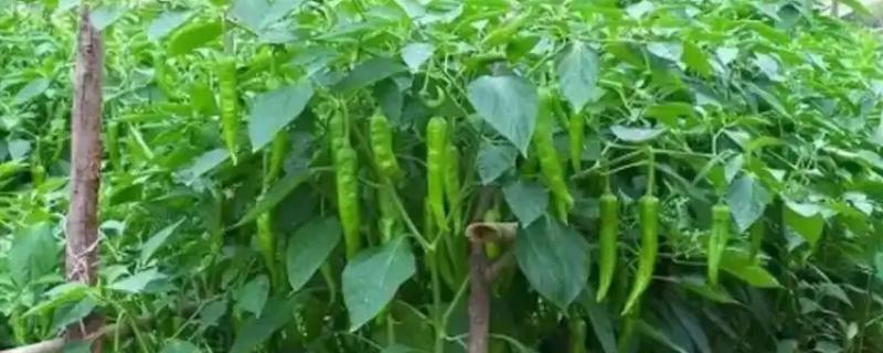 佳丰占116水稻品种的特性，该品种株高中等