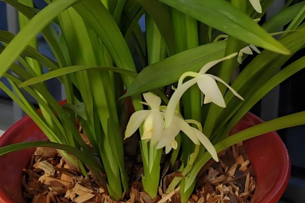 佳丰占116水稻品种的特性，该品种株高中等