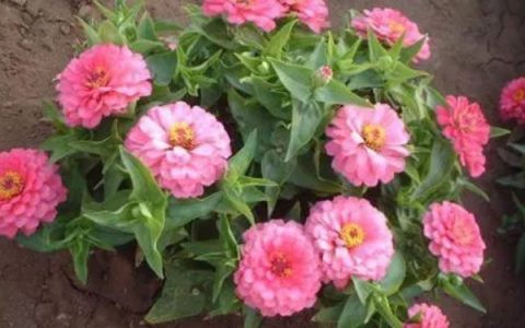 一年生花卉的特点及以种子繁殖为主的特性